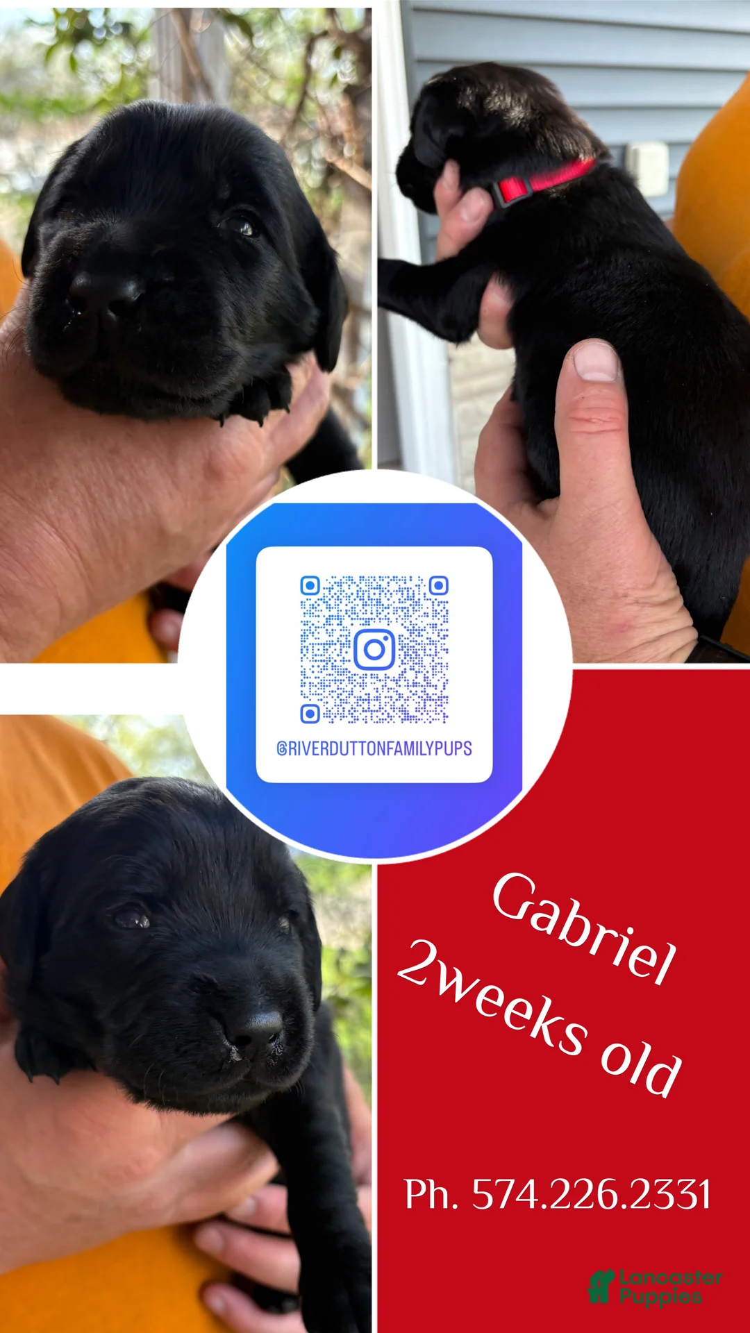 Mixed Breed dogs for sale: Golden Labradoodle Puppy 2 - Ad 1