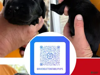 Mixed Breed dogs Golden Labradoodle Puppy 2 - Ad 11