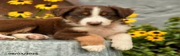 Australian Shepherd dogs for sale: Fletcher - Ad 4