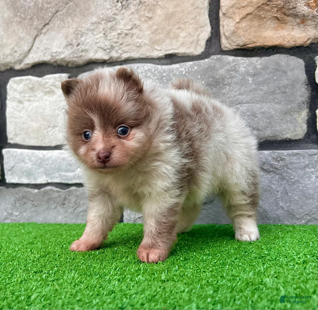 Pomeranian dogs for sale: Winston - Ad 1