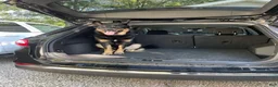 Mixed Breed dogs for sale: Mixed Breed 1 - Ad 5