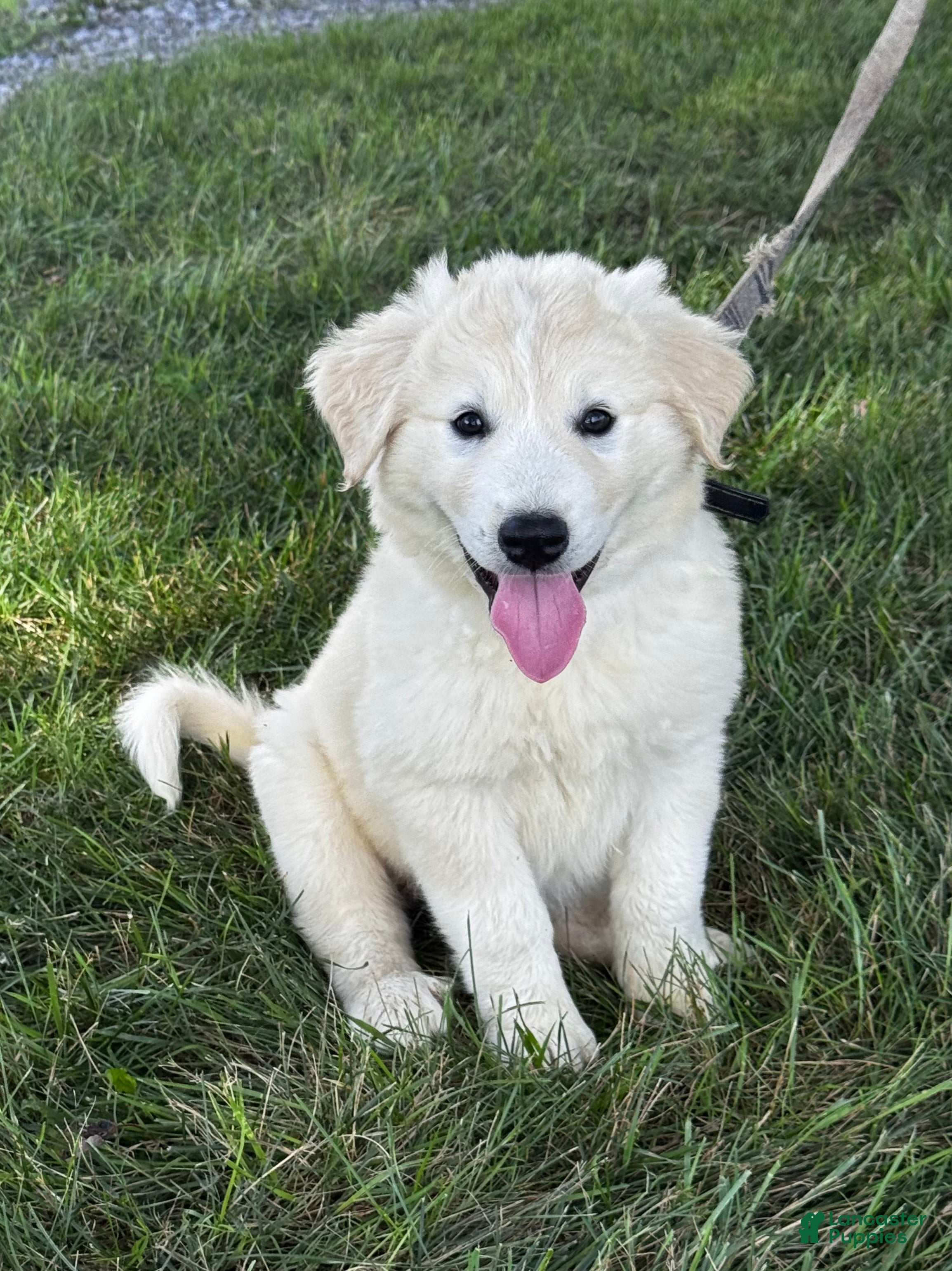 Great Pyrenees dogs Gloria - Ad 1