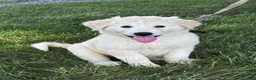 Great Pyrenees dogs for sale: Gloria - Ad 1