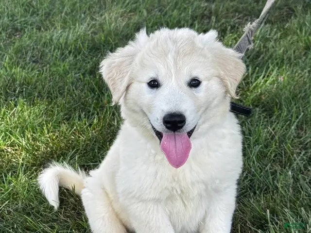Great Pyrenees dogs for sale: Gloria - Ad 1