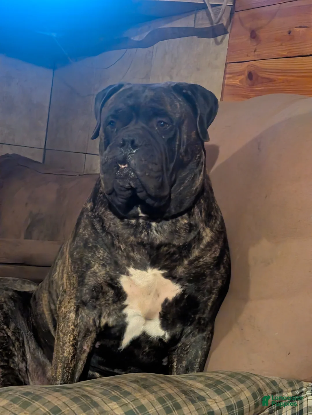 Bullmastiff dogs for sale: Bullmastiff Puppy 1 - Ad 2