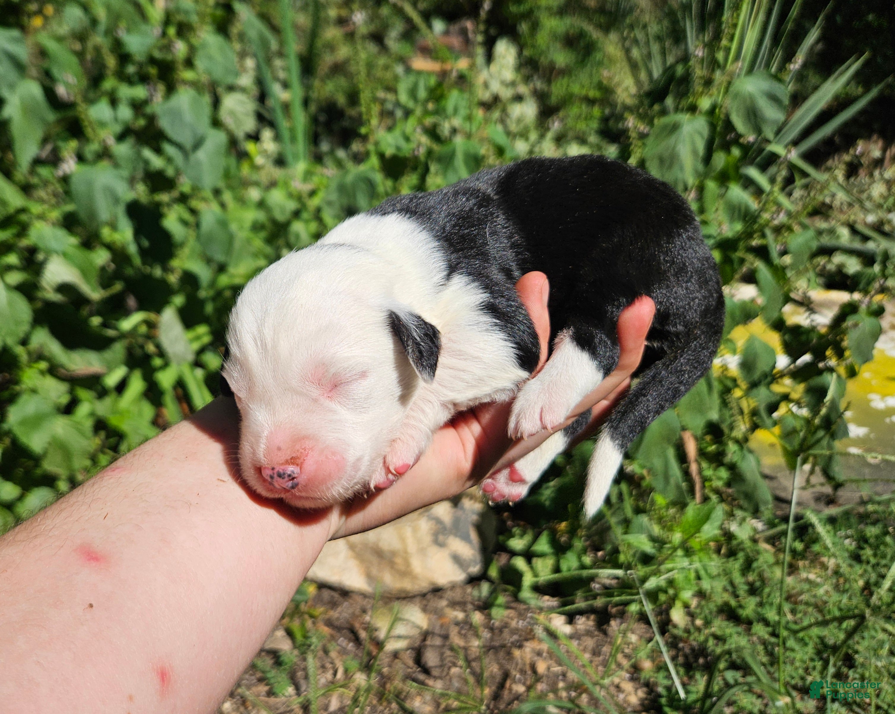 Australian Shepherd dogs Australian Shepherd 11 - Ad 8