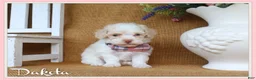 Toy Poodle dogs for sale: Dakota - Ad 1