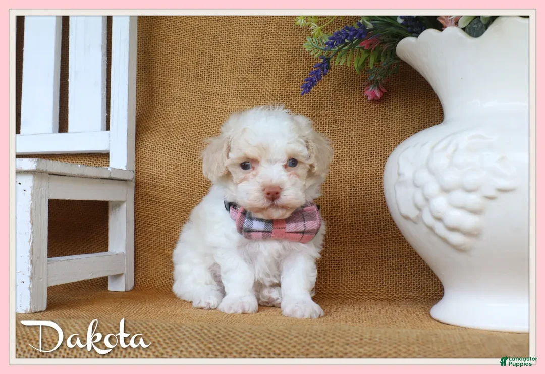 Toy Poodle dogs for sale: Dakota - Ad 1