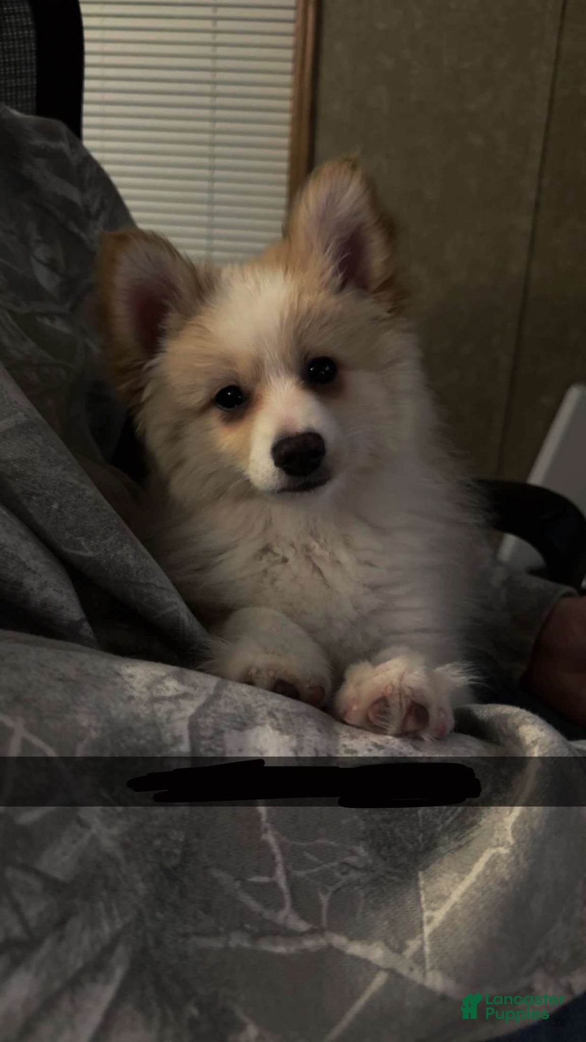 Mixed Breed dogs Aussiepom (Tank) - Ad 17