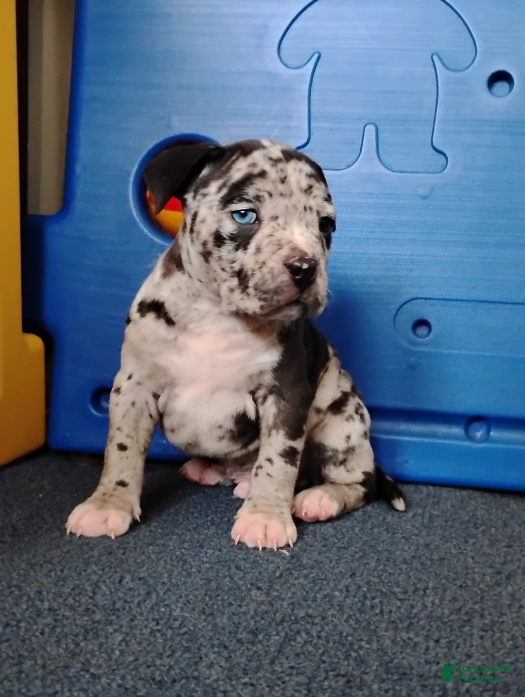 American Bully dogs for sale: KANO - Ad 6