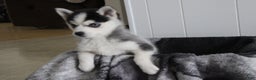 Pomsky dogs for sale: Tiny Tot - Ad 8