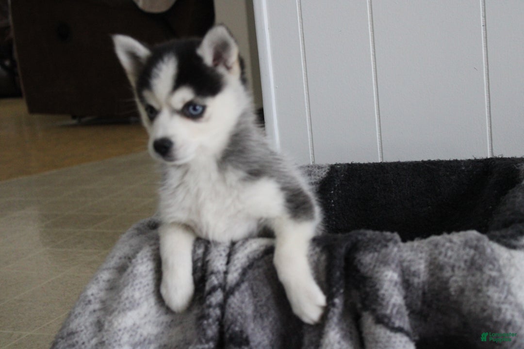 Pomsky dogs for sale: Tiny Tot - Ad 8