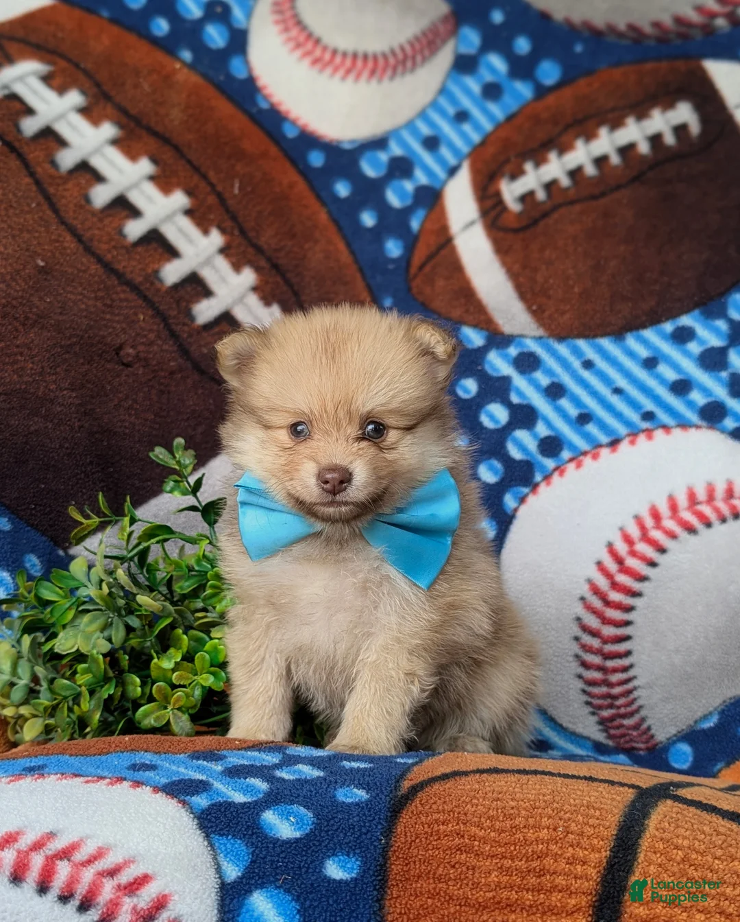 Pomeranian dogs for sale: Bentley - Ad 1