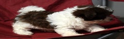 Havanese dogs for sale: Fritz - Ad 9