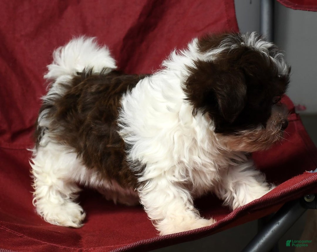 Havanese dogs for sale: Fritz - Ad 9