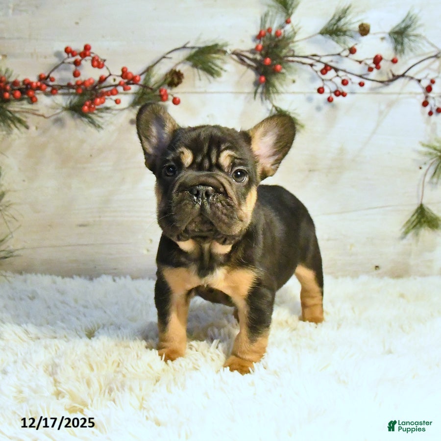 French Bulldog dogs Ken  - Ad 37