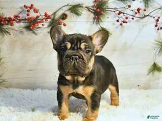 French Bulldog dogs Ken - Ad 37