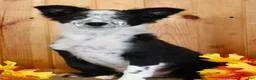 Mixed Breed dogs for sale: Boss - Ad 4