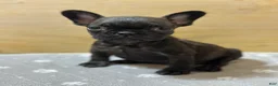 French Bulldog dogs for sale: Major - Ad 3