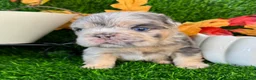 French Bulldog dogs for sale: Twix  - Ad 17