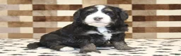 Mini Bernedoodle dogs for sale: Alex - Ad 3