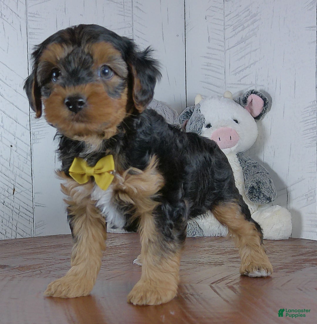 Yorkiepoo dogs for sale: Jase - Ad 3