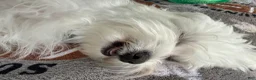 Maltese dogs for sale: Maltese Puppy 1 - Ad 2