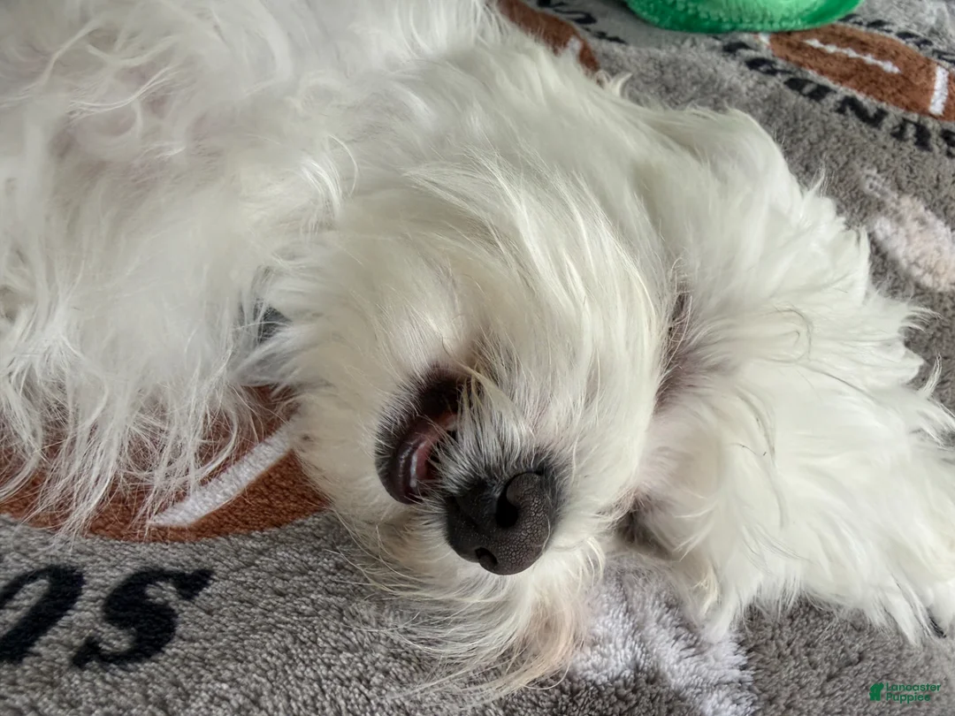 Maltese dogs for sale: Maltese Puppy 1 - Ad 2