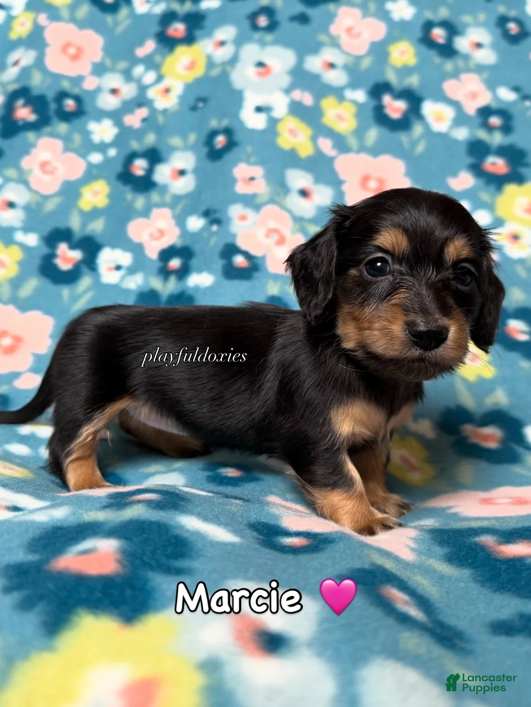 Miniature Dachshund dogs for sale: Marcie - Dachshund Puppy Black & Tan Long Haired Female - Ad 1