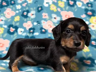 Miniature Dachshund dogs Ready Now! Marcie - Dachshund Puppy Black & Tan Long Haired Female - Ad 27