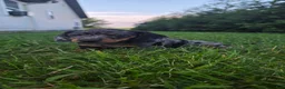 Miniature Dachshund dogs for sale: Boone - Ad 3