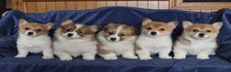 Welsh Corgi Pembroke dogs for sale: Sharon - Ad 2