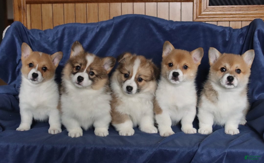 Welsh Corgi Pembroke dogs for sale: Sharon - Ad 2