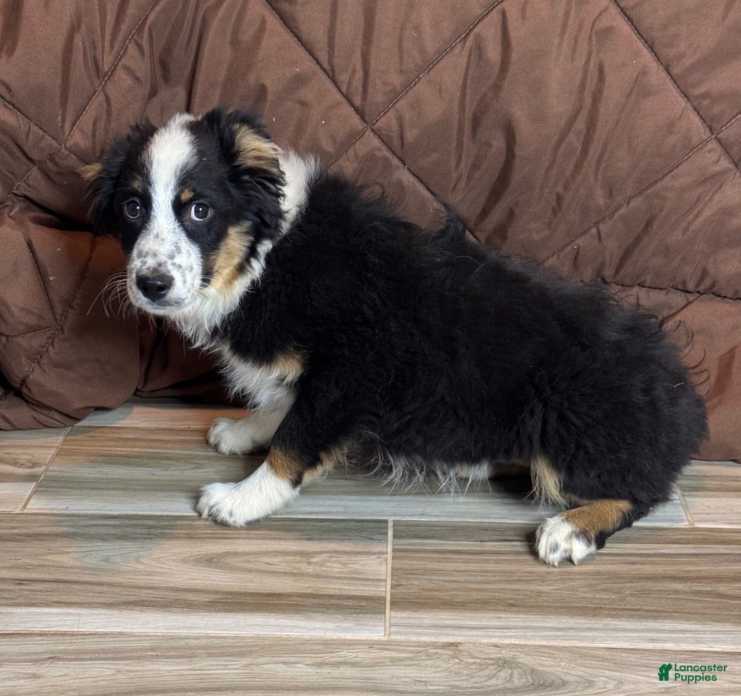 Anatolian Shepherd dogs for sale: Anatolian Shepherd Puppy 2 - Ad 2