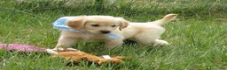 Golden Retriever dogs for sale: Blue Boy AKC Golden - Ad 4