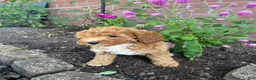 Miniature Poodle dogs for sale: Hazel - Ad 6