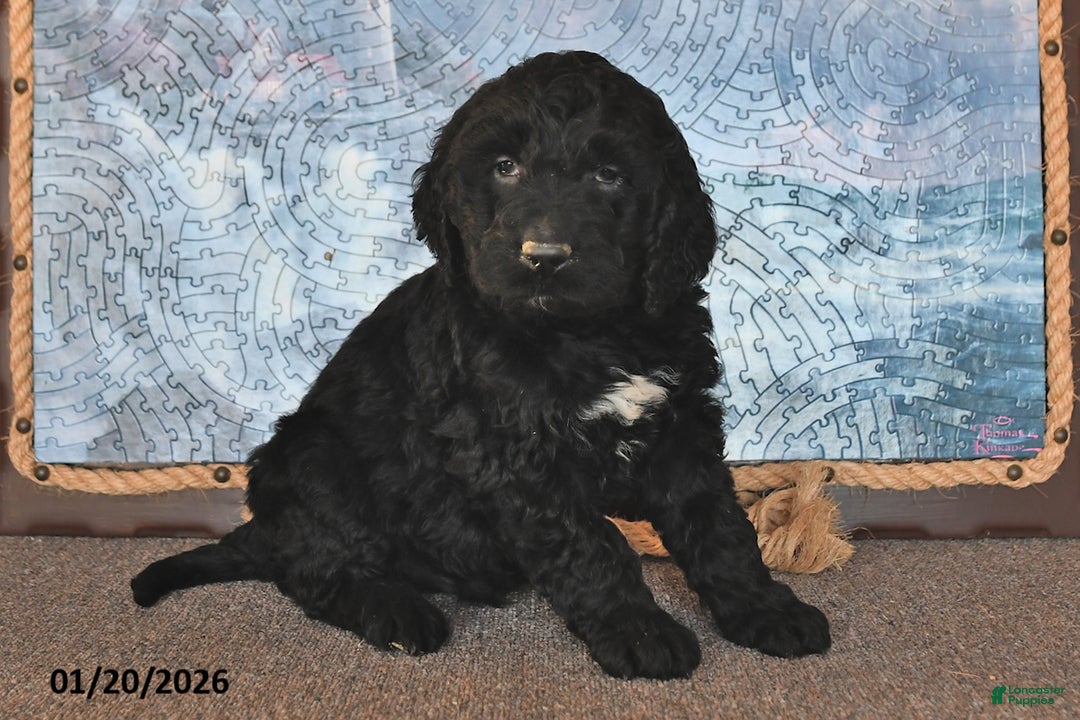 Goldendoodle dogs for sale: Pepper - Ad 3