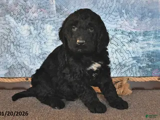 Goldendoodle dogs for sale: Pepper - Ad 2