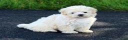 Maltipoo dogs for sale: Bella - Ad 7