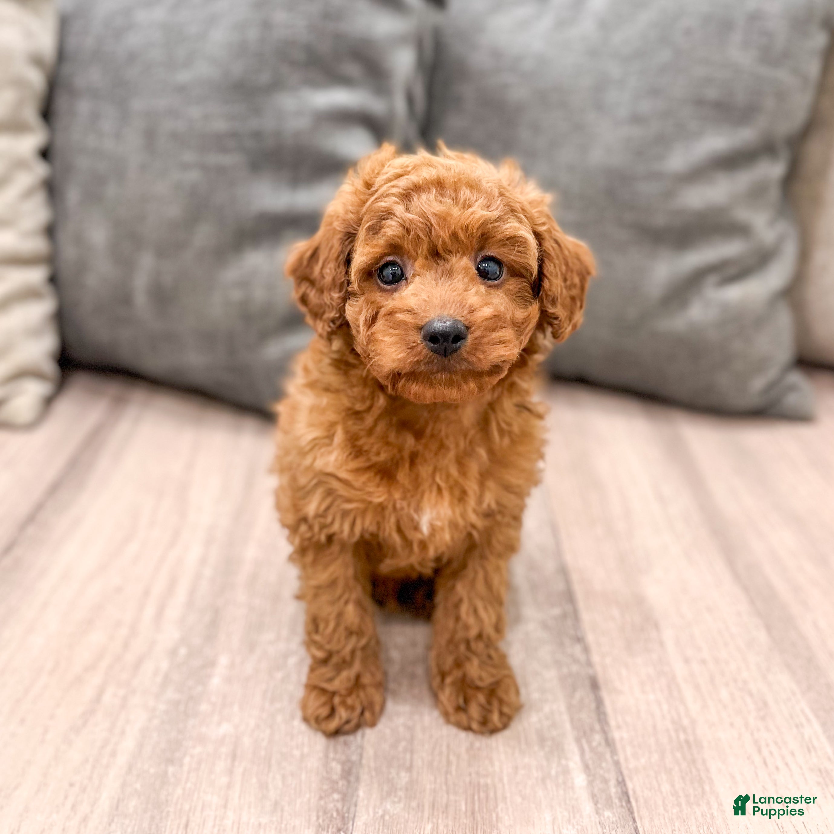 Miniature Poodle dogs Copper - Ad 1