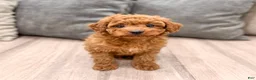 Miniature Poodle dogs for sale: Copper - Ad 1