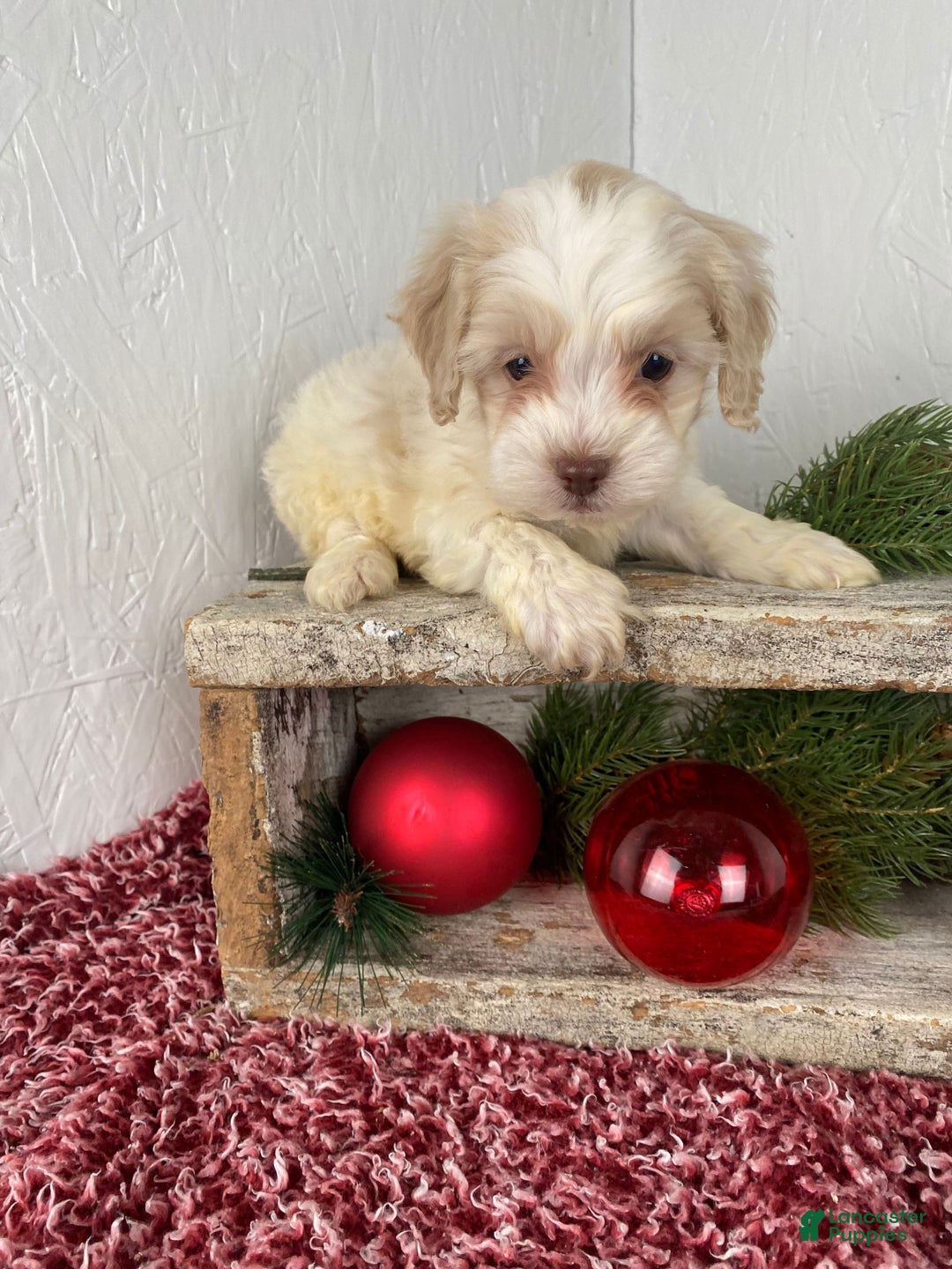 Cockapoo dogs for sale: Cooper - Ad 9