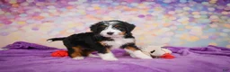 Mini Bernedoodle dogs for sale: Sasha - Ad 7