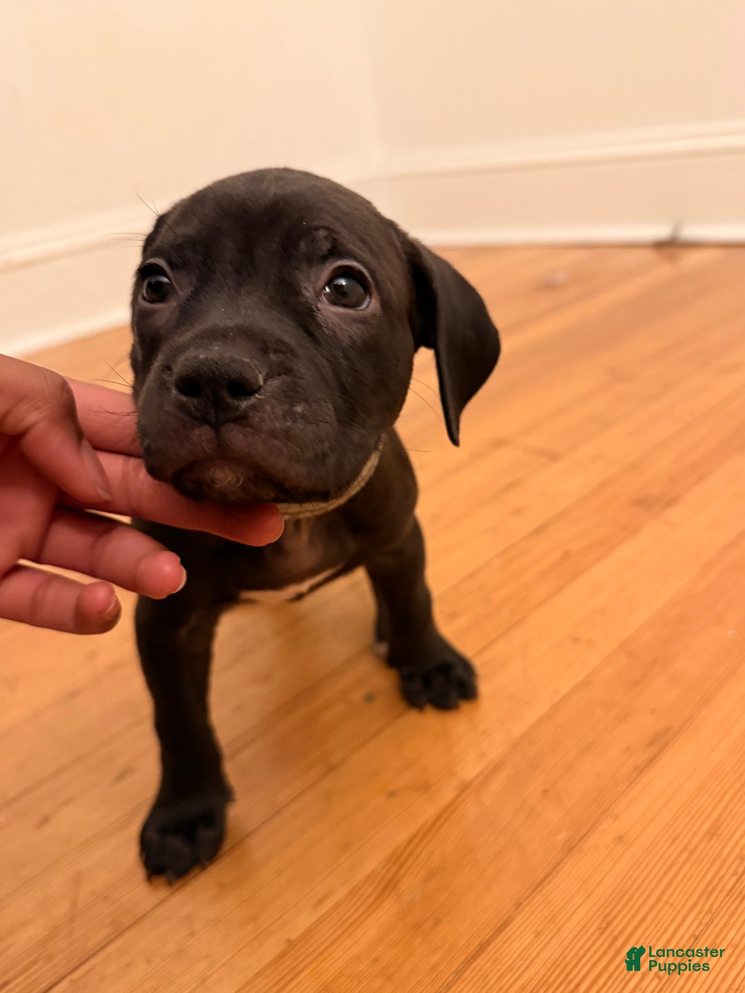 Mixed Breed dogs for sale: Pup Grey - Ad 2