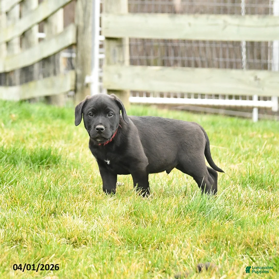 Mixed Breed dogs for sale: Monty - Ad 2