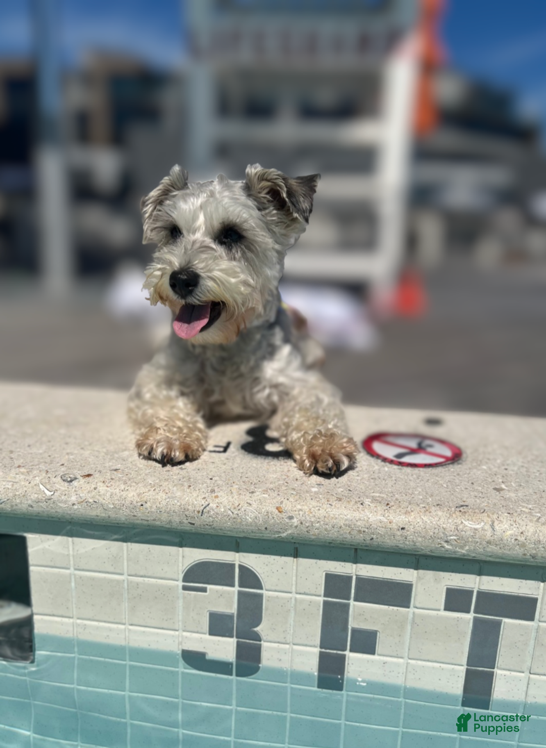 Miniature Schnauzer dogs for sale: ELMER - Ad 6