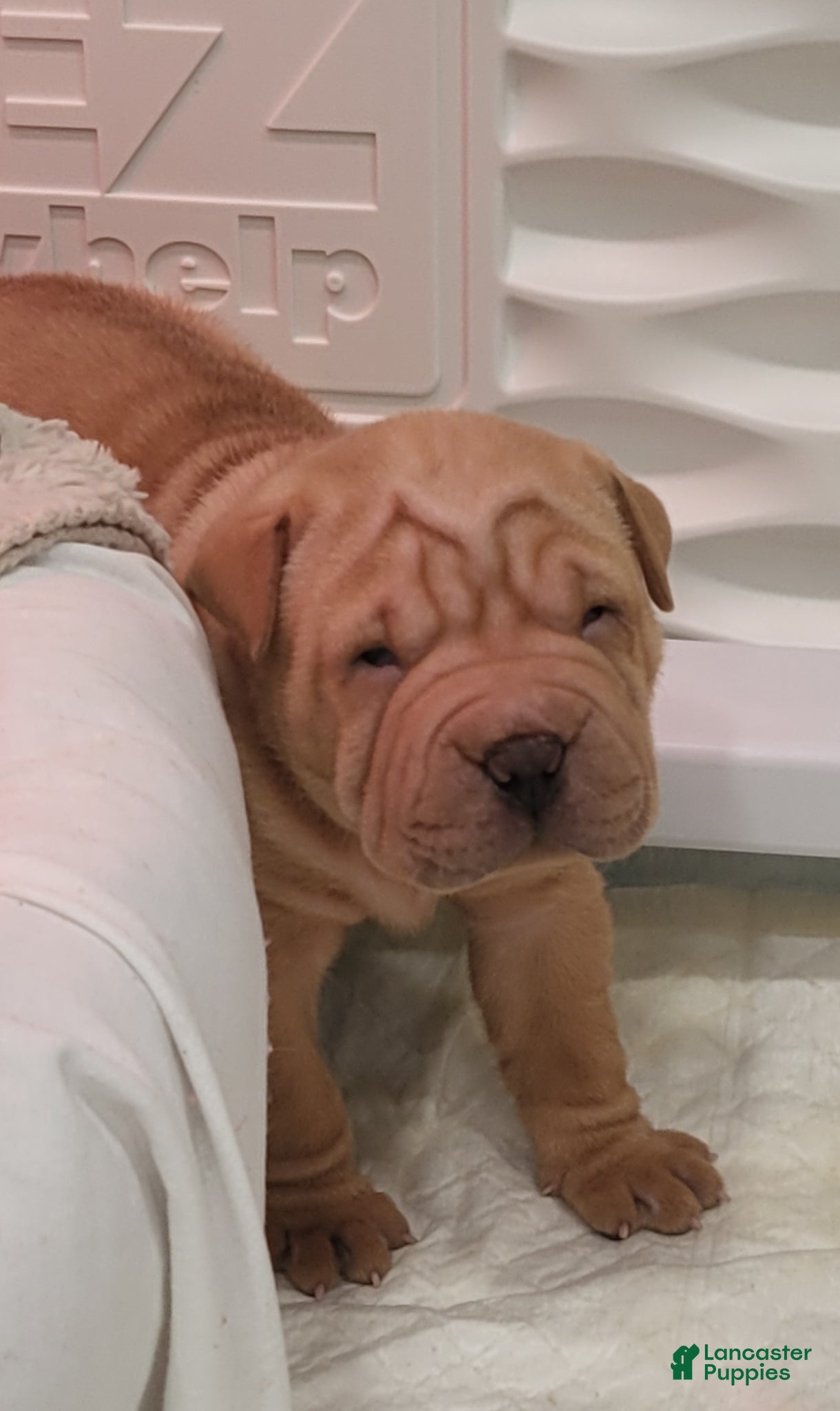 Shar Pei dogs Shar Pei Puppy 1 - Ad 9