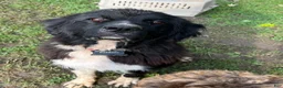 Newfypoo dogs for sale: Newfypoo 2 - Ad 5