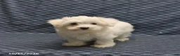Maltese dogs for sale: Rover - Ad 4