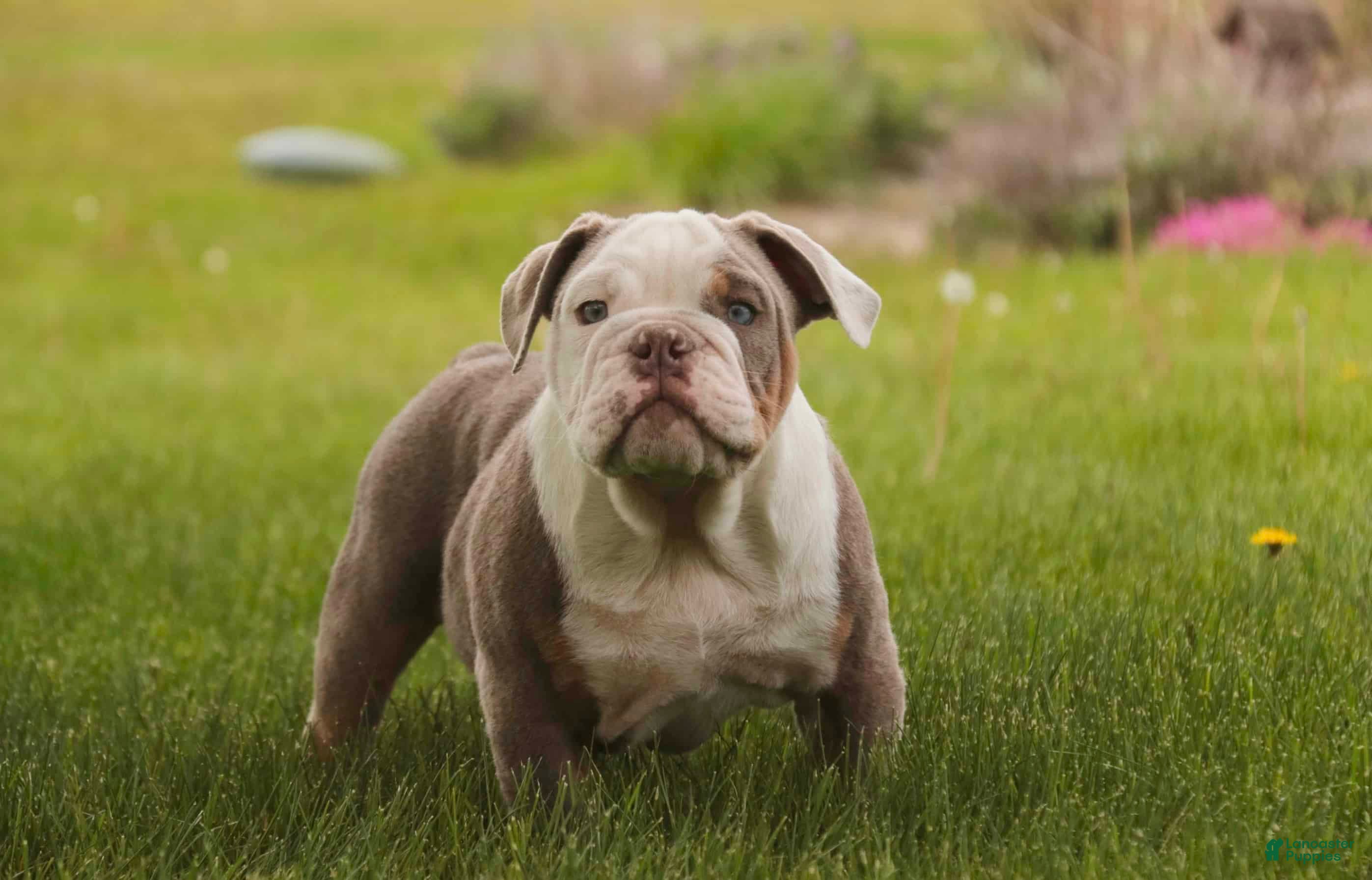 English Bulldog dogs Nate English Bulldog Puppy  - Ad 2